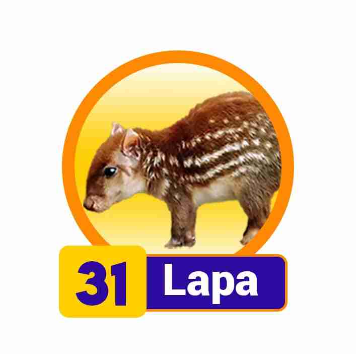 Animal