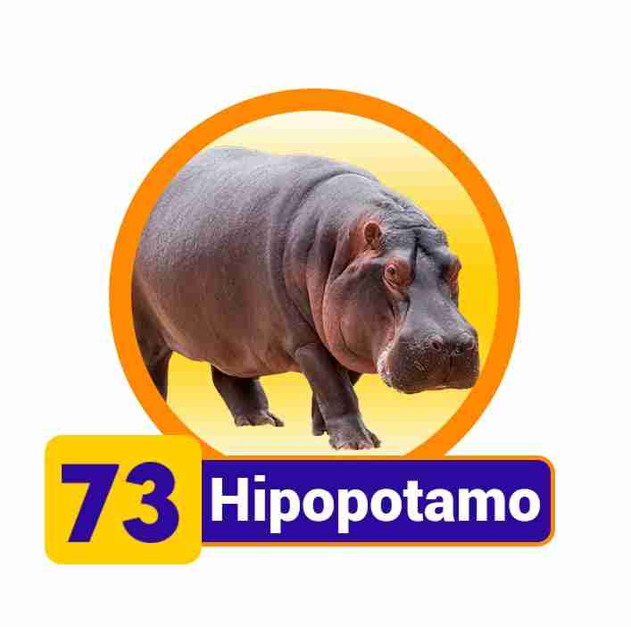 Animal
