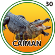 Animal