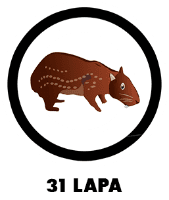Animal